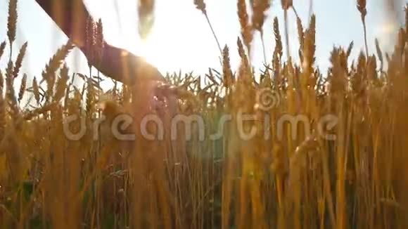 雄性的手在田里移动着小麦年轻人穿过麦田后视熟粮田视频的预览图
