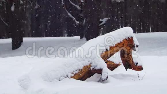 冬季松林背景与白雪覆盖的木材原木视频的预览图