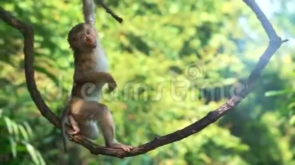 在低地热带雨林里小猴子挂在利亚纳视频的预览图
