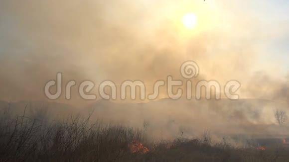 火和烟枯草在燃烧视频的预览图