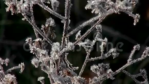 带有雾的冷冻植物的宏观美丽的天然植物部分冬季有冰晶视频的预览图