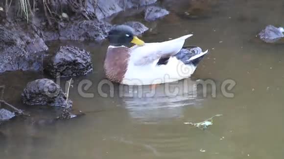 鸭子清理它的羽毛视频的预览图