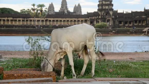 在主庙前吃牛柬埔寨吴哥窟寺庙建筑群视频的预览图