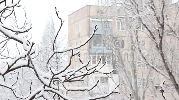 积雪覆盖着树木的冬季公园里降雪视频的预览图
