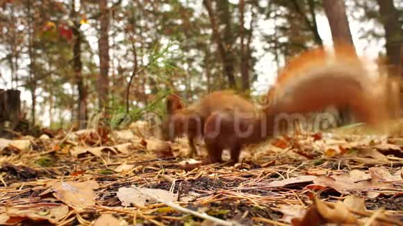 秋天森林里的松鼠视频的预览图