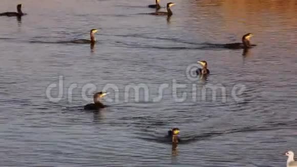 多瑙河三角洲湖泊上巨大的黑色视频的预览图