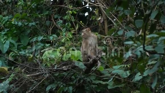 猴子坐在树枝上视频的预览图