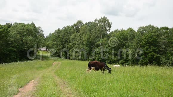 公牛放牧路房子视频的预览图