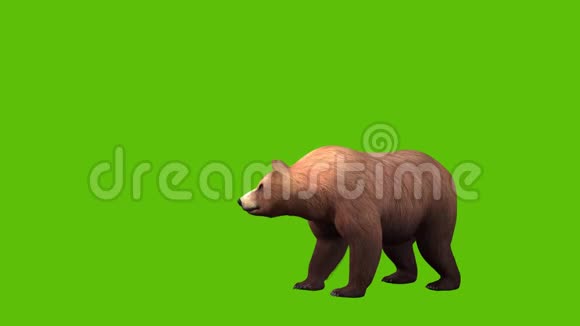 05动画3D熊步行从右侧观看绿色屏幕视频的预览图