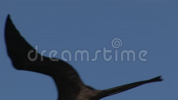 护卫鸟飞过加拉帕戈斯群岛上空视频的预览图