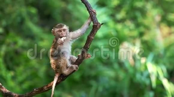 在低地热带雨林里挂着的可爱猴子视频的预览图