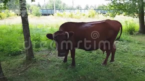 在铁路附近的一片草地上一头棕色的老母牛被绑在一棵树上牛角扭曲视频的预览图