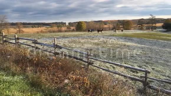 4一个寒冷的早晨在田野里的一群马视频的预览图