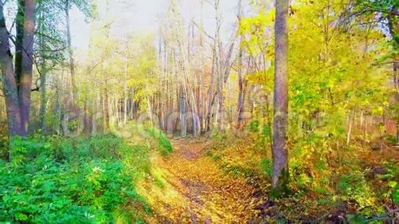 秋天公园的景色与阳光视频的预览图