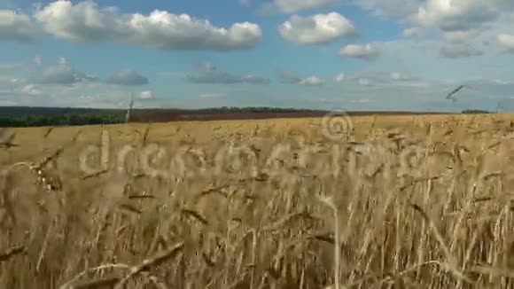 田野上的小麦在蓝天的映衬下生长视频的预览图