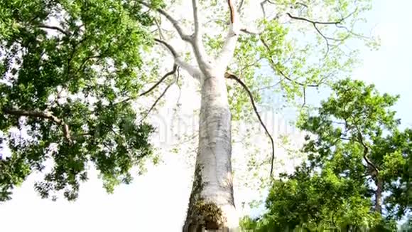 柬埔寨吴哥窟古寺周围生长的丛林树视频的预览图