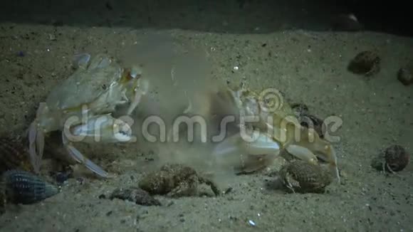 红蟹吃海蜇视频的预览图