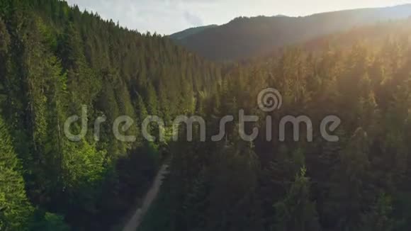 飞越松树林和乡村公路视频的预览图