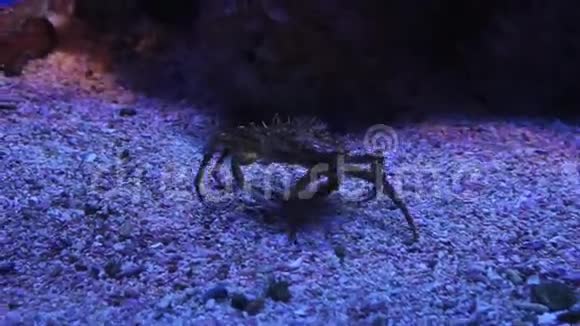 摩纳哥螃蟹在海底行走视频的预览图
