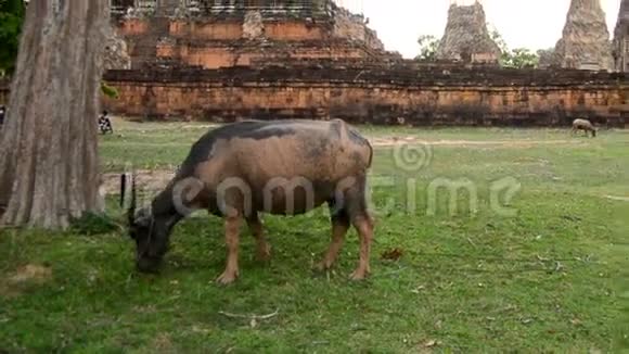Zoomout柬埔寨吴哥窟寺庙背景下的牛吃草视频的预览图