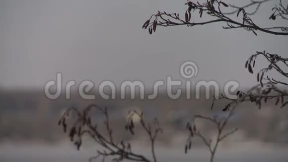 冬天冰冻的河流和雪覆盖的河岸视频的预览图