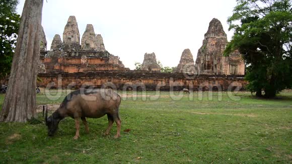 牛吃草与石墙与庙宇遗迹吴哥窟柬埔寨视频的预览图