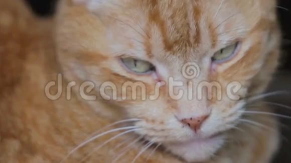 姜家猫在休息视频的预览图