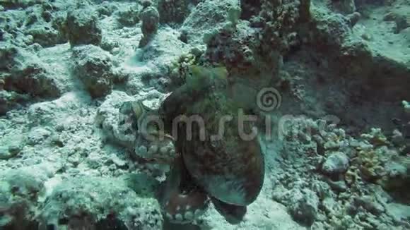 红海中的八爪鱼礁视频的预览图