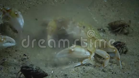 红蟹吃海蜇视频的预览图