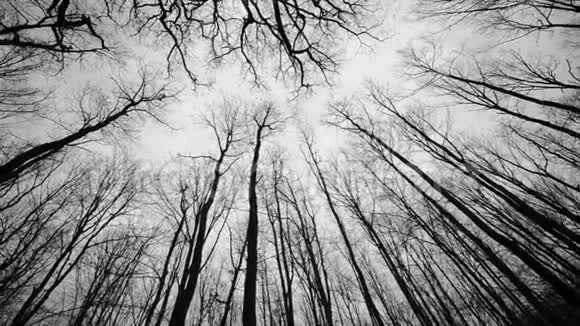 森林和树木黑白视频的预览图