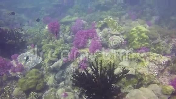 高清格式水下拍摄多产的珊瑚礁景观充满教育鱼和五颜六色的软冠视频的预览图