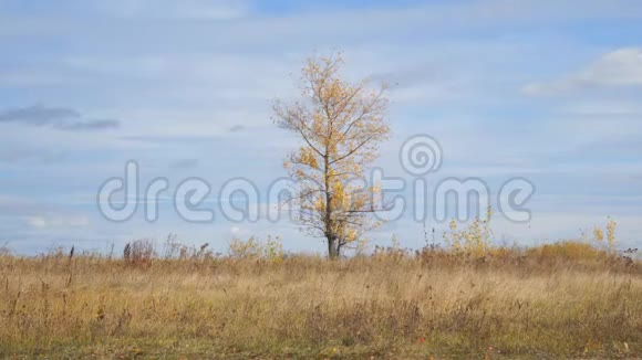 秋叶黄的田野里的孤树视频的预览图