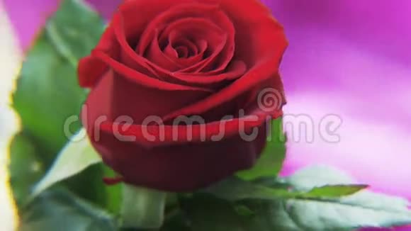 红玫瑰在金色的背景上旋转视频的预览图
