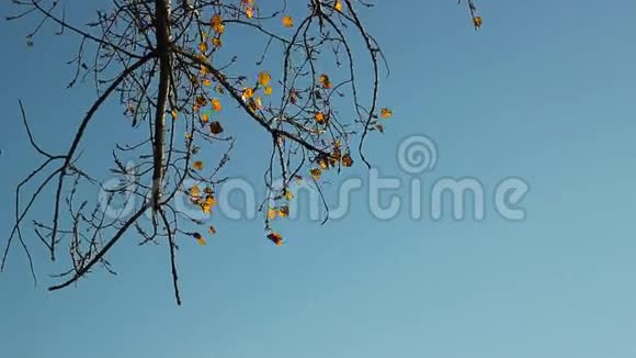 秋天的树风和天空黄叶视频的预览图