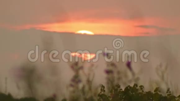 日落的田野黄昏的花丛视频的预览图