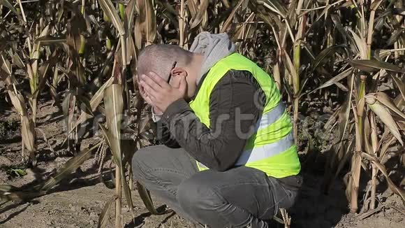 在寒冷的玉米地上沮丧的农民视频的预览图
