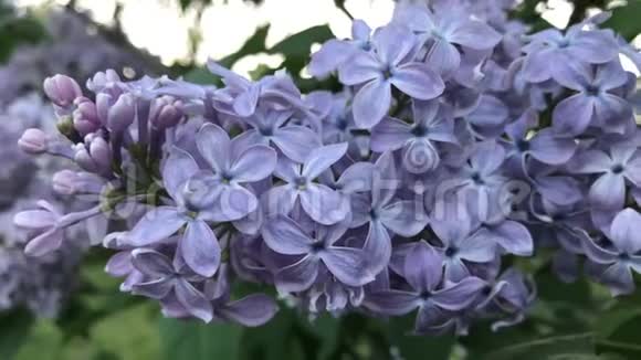 花园里的蓝丁香树枝视频的预览图