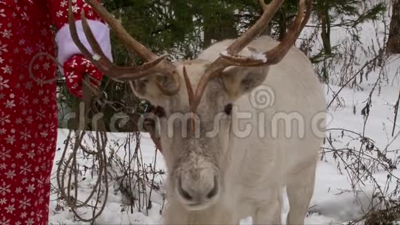 冬天森林里有大鹿角的驯鹿站在圣诞老人身边视频的预览图