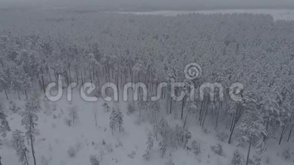 乌克兰乡村风景中一片美丽的雪林上空飞行的4K航空视频的预览图