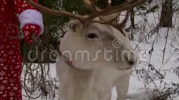 驯鹿鹿角上下倾斜圣诞老人用缰绳牵着驯鹿视频的预览图