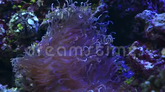 放线菌珊瑚礁和小鱼视频的预览图