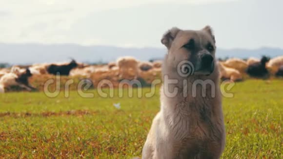 牧羊犬在田间守护羊群的羊群视频的预览图