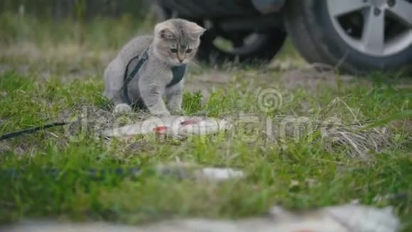 英国短毛猫靠近长矛捕鱼在露营时在草地上玩淡水鱼视频的预览图