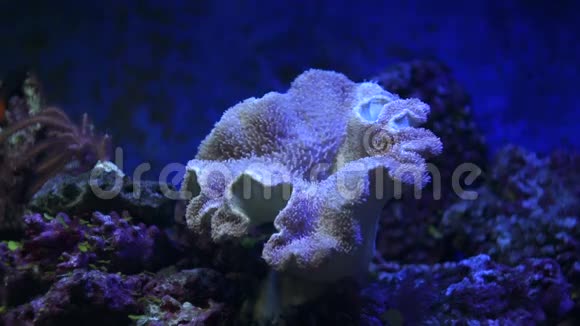 革质蘑菇珊瑚海葵视频的预览图