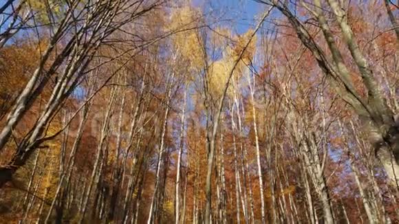 秋日树梢的盘踞镜头树叶变色视频的预览图