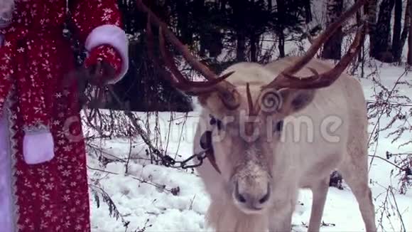 带有大鹿角的特写驯鹿头圣诞老人视频的预览图