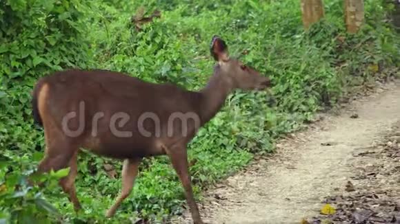 尼泊尔赤湾国家公园森林中的桑巴尔鹿鲁萨单色放牧视频的预览图