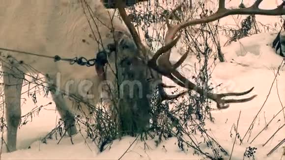 大鹿角的驯鹿在雪地里吃苔藓视频的预览图