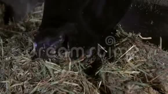 农场奶牛饲养过程的特写家畜吃干草视频的预览图