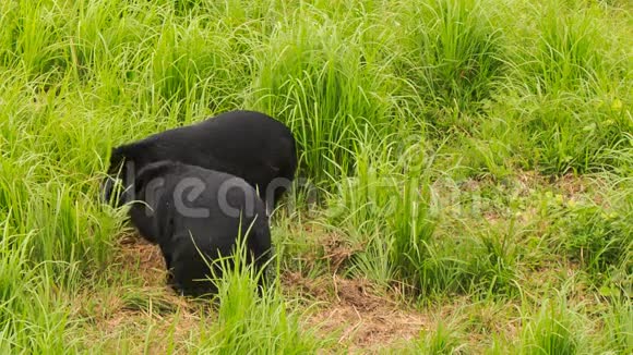 2在旅游公园里两只黑熊在草地上散步视频的预览图